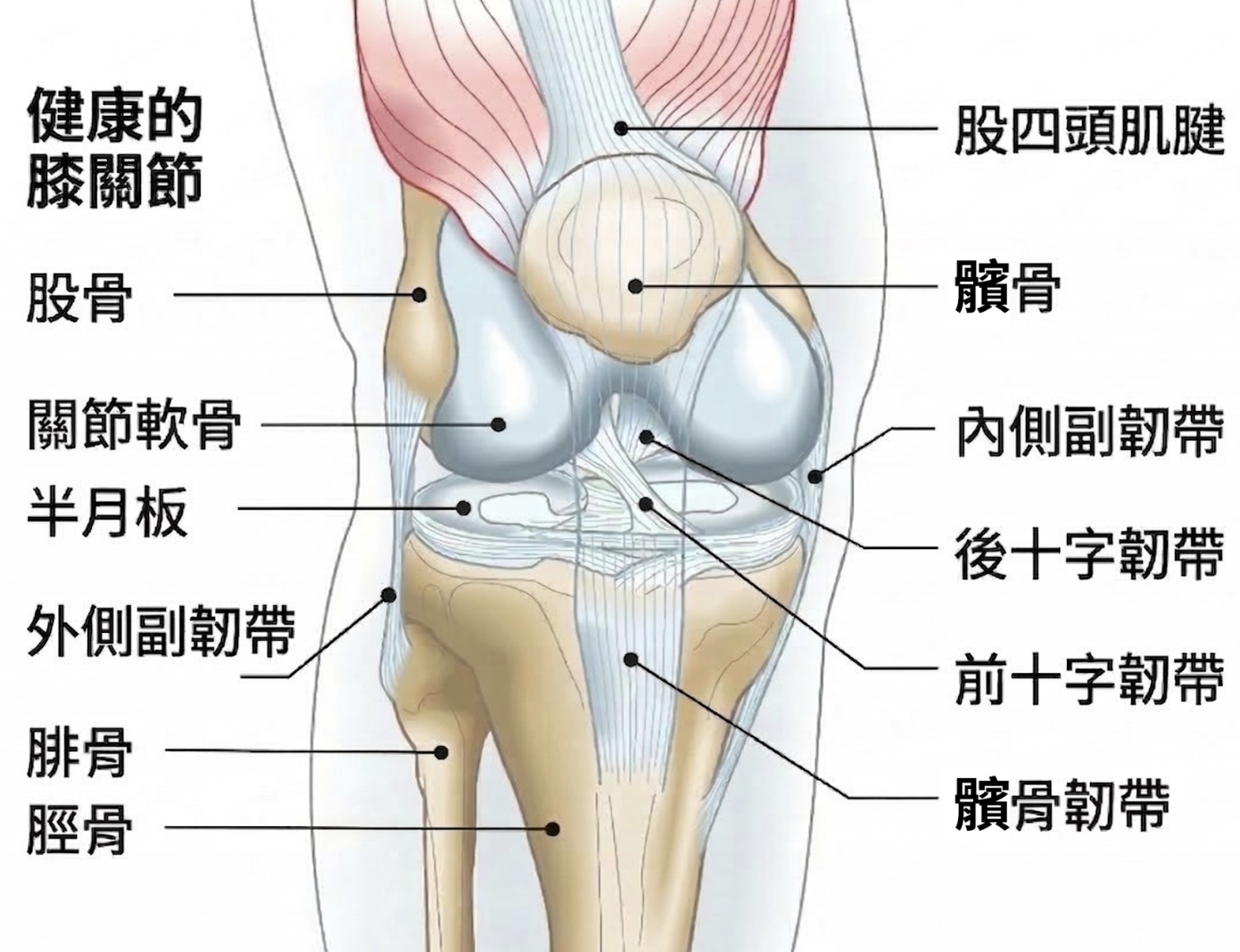 健康膝關節結構示意圖